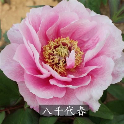 Peony Yachiyo Tsubaki