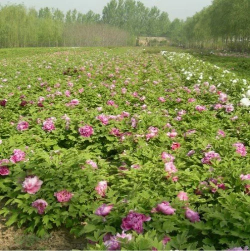 Tree Peony Juan Ye Hong best